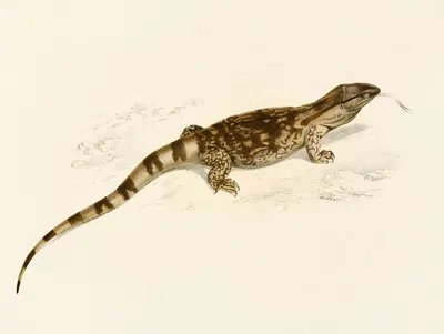 Varanus Albogularis by Sir Andrew Smith, 1838-1849 — digital art print download