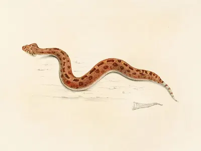 Vipera Caudalis by Sir Andrew Smith, 1838-1849 — digital art print download