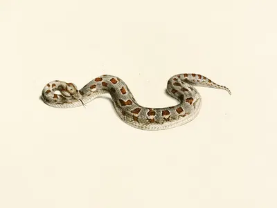 Vipera Cornuta by Sir Andrew Smith, 1838-1849 — digital art print download
