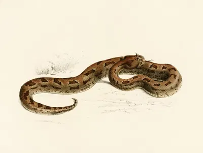 Vipera Lophophrys by Sir Andrew Smith, 1838-1849 — digital art print download