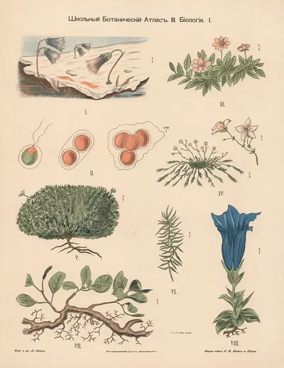 Tundra plants by Alexander-Paul Henckel, 1905 — digital art print download