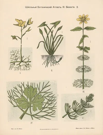 Flowers by Alexander-Paul Henckel, 1905 — digital art print download