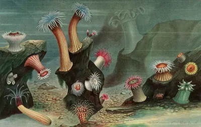 Anémones de mer by Alfred Frédol, 1866 — digital art print download
