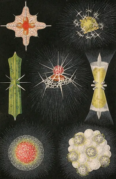 Animaux Radiés by Alfred Frédol, 1866 — digital art print download