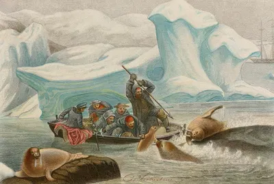 Chasse aux Morses by Alfred Frédol, 1866 — digital art print download