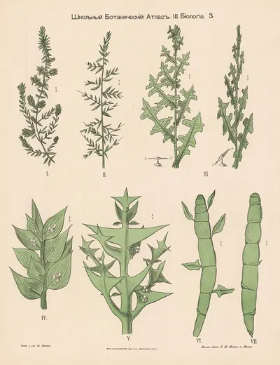 Grasses by Alexander-Paul Henckel, 1905 — digital art print download