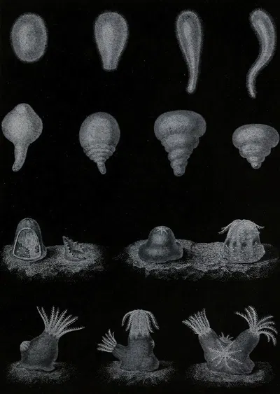 Développement du Corail by Alfred Frédol, 1866 — digital art print download