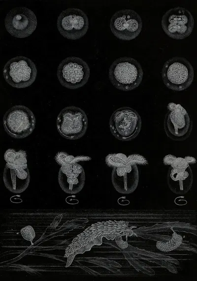 Développement d'un Mollusque by Alfred Frédol, 1866 — digital art print download