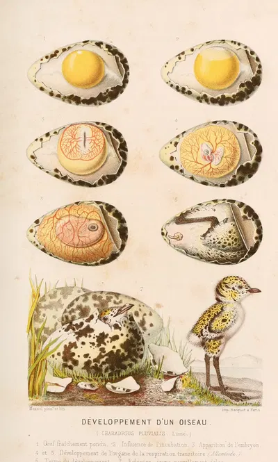 Développement d'un oiseau by Alfred Frédol, 1866 — digital art print download