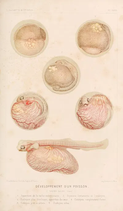 Développement d'un Poisson by Alfred Frédol, 1866 — digital art print download