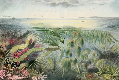 Flore de la mer by Alfred Frédol, 1866 — digital art print download