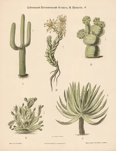 Cactus by Alexander-Paul Henckel, 1905 — digital art print download