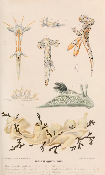 Mollusques nus II by Alfred Frédol, 1866 — digital art print download