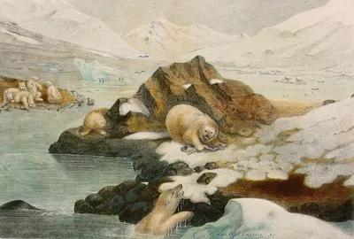 Ours blancs by Alfred Frédol, 1866 — digital art print download