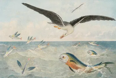Poisson volants, Dorades, Albatros by Alfred Frédol, 1866 — digital art print download