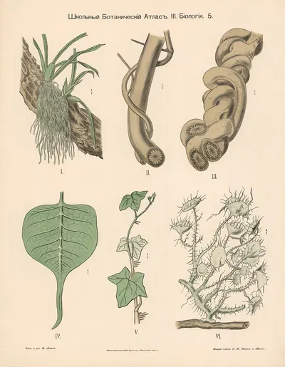Parasitic plants by Alexander-Paul Henckel, 1905 — digital art print download