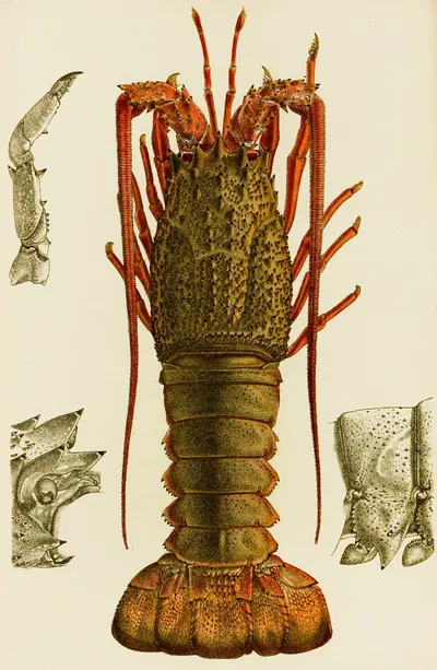 Crustacea I by Frederick McCoy, 1885-1890 — digital art print download