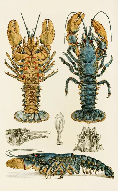 Crustacea II by Frederick McCoy, 1885-1890 — digital art print download