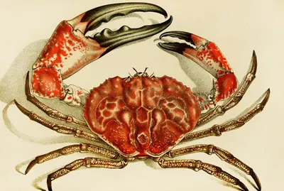 Crustacea IV by Frederick McCoy, 1885-1890 — digital art print download