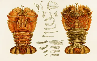 Crustacea V by Frederick McCoy, 1885-1890 — digital art print download