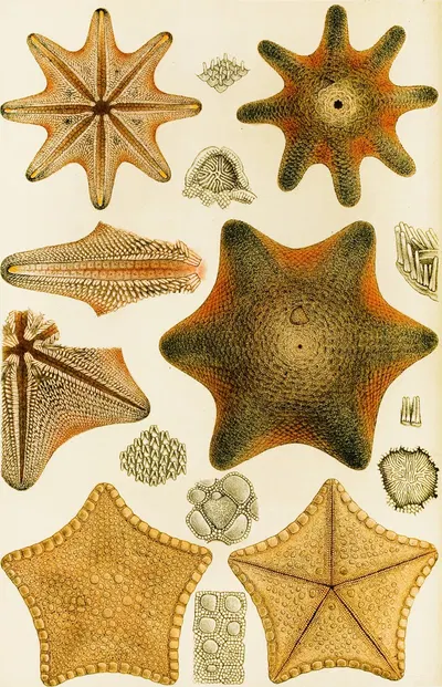 Echinodermata by Frederick McCoy, 1885-1890 — digital art print download