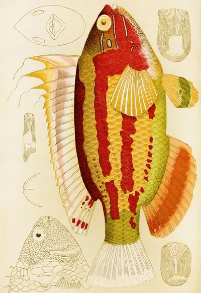 Fishes III by Frederick McCoy, 1885-1890 — digital art print download