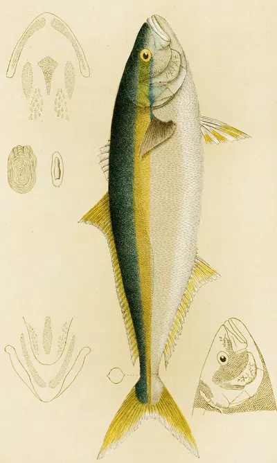 Fishes IV by Frederick McCoy, 1885-1890 — digital art print download