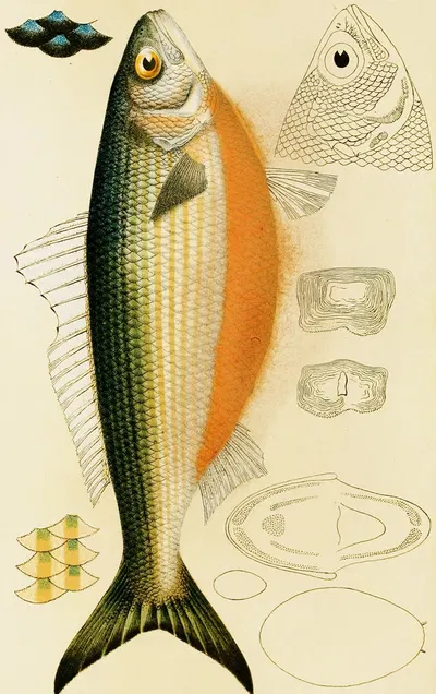 Fishes IX by Frederick McCoy, 1885-1890 — digital art print download