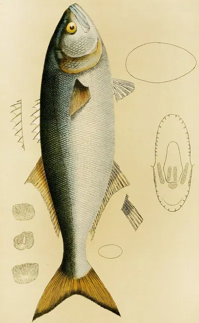 Fishes VIII by Frederick McCoy, 1885-1890 — digital art print download