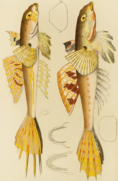Fishes X by Frederick McCoy, 1885-1890 — digital art print download