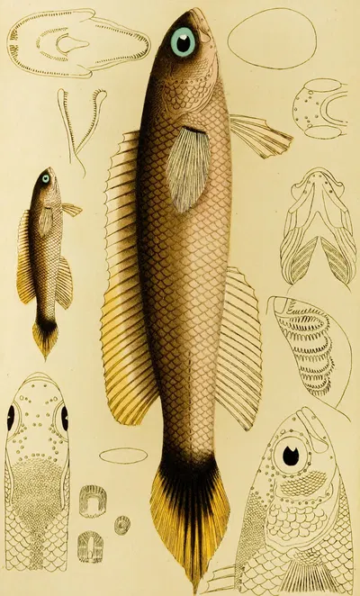 Fishes XII by Frederick McCoy, 1885-1890 — digital art print download