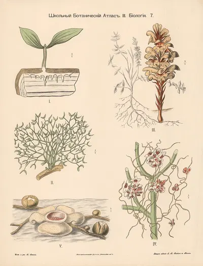 Parasitic plants by Alexander-Paul Henckel, 1905 — digital art print download