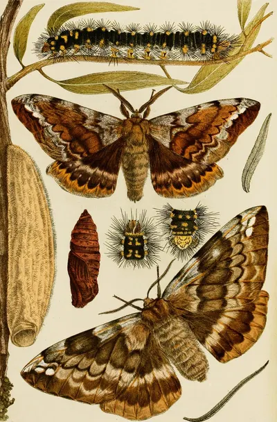Insects I by Frederick McCoy, 1885-1890 — digital art print download