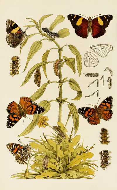 Insects II by Frederick McCoy, 1885-1890 — digital art print download