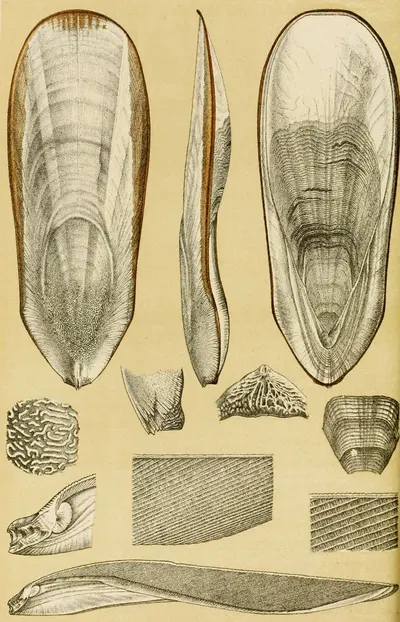 Mollusca III by Frederick McCoy, 1885-1890 — digital art print download