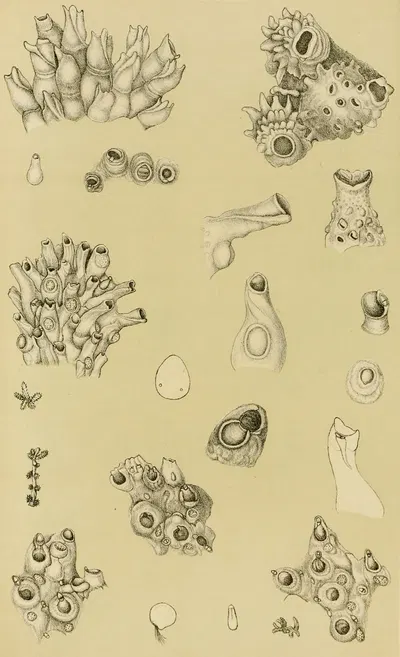 Polyzoa I by Frederick McCoy, 1885-1890 — digital art print download