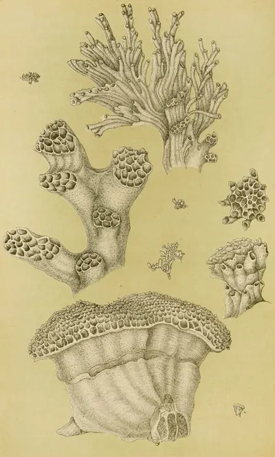 Polyzoa II by Frederick McCoy, 1885-1890 — digital art print download
