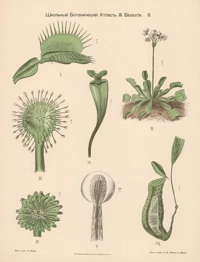 Sundew (carnivorous) by Alexander-Paul Henckel, 1905 — digital art print download