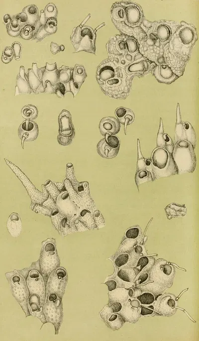 Polyzoa IV by Frederick McCoy, 1885-1890 — digital art print download