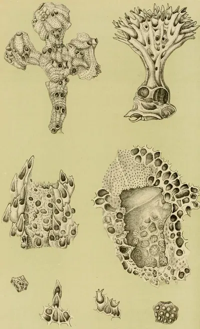 Polyzoa IX by Frederick McCoy, 1885-1890 — digital art print download