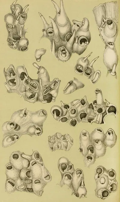 Polyzoa V by Frederick McCoy, 1885-1890 — digital art print download