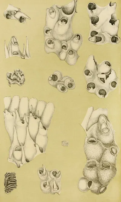 Polyzoa VI by Frederick McCoy, 1885-1890 — digital art print download