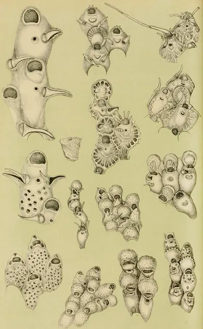 Polyzoa VIII by Frederick McCoy, 1885-1890 — digital art print download