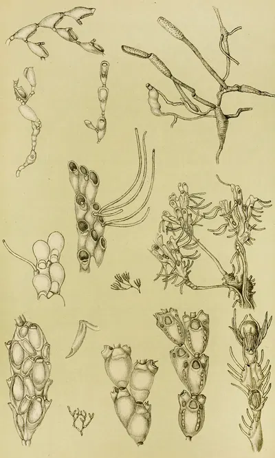 Polyzoa XI by Frederick McCoy, 1885-1890 — digital art print download