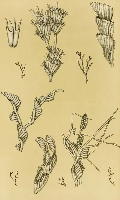 Polyzoa XII by Frederick McCoy, 1885-1890 — digital art print download