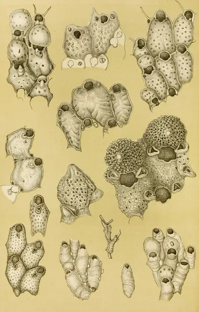 Polyzoa XIV by Frederick McCoy, 1885-1890 — digital art print download