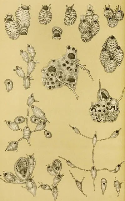 Polyzoa XV by Frederick McCoy, 1885-1890 — digital art print download