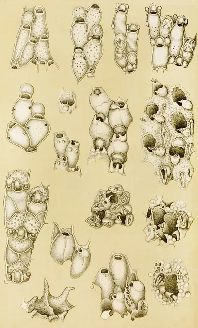Polyzoa XVII by Frederick McCoy, 1885-1890 — digital art print download