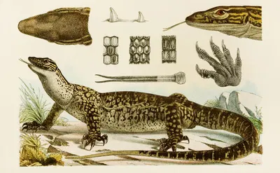 Reptiles I by Frederick McCoy, 1885-1890 — digital art print download