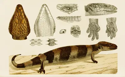 Reptiles VI by Frederick McCoy, 1885-1890 — digital art print download